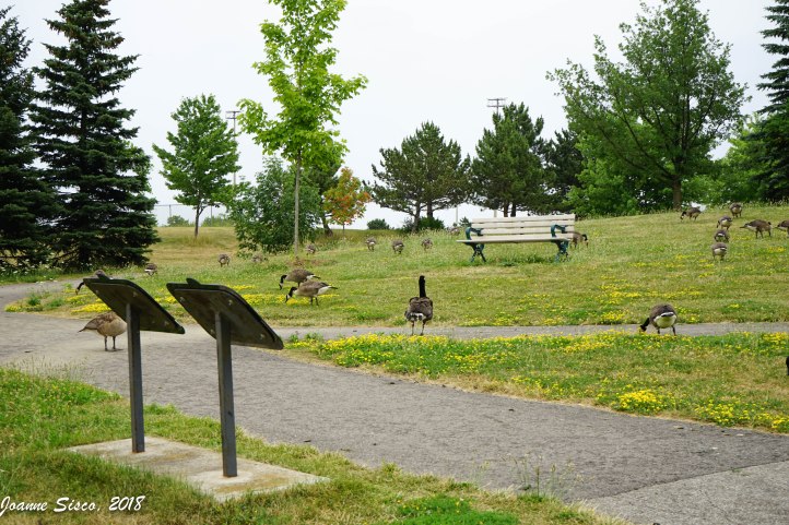 L'Amoreaux Park